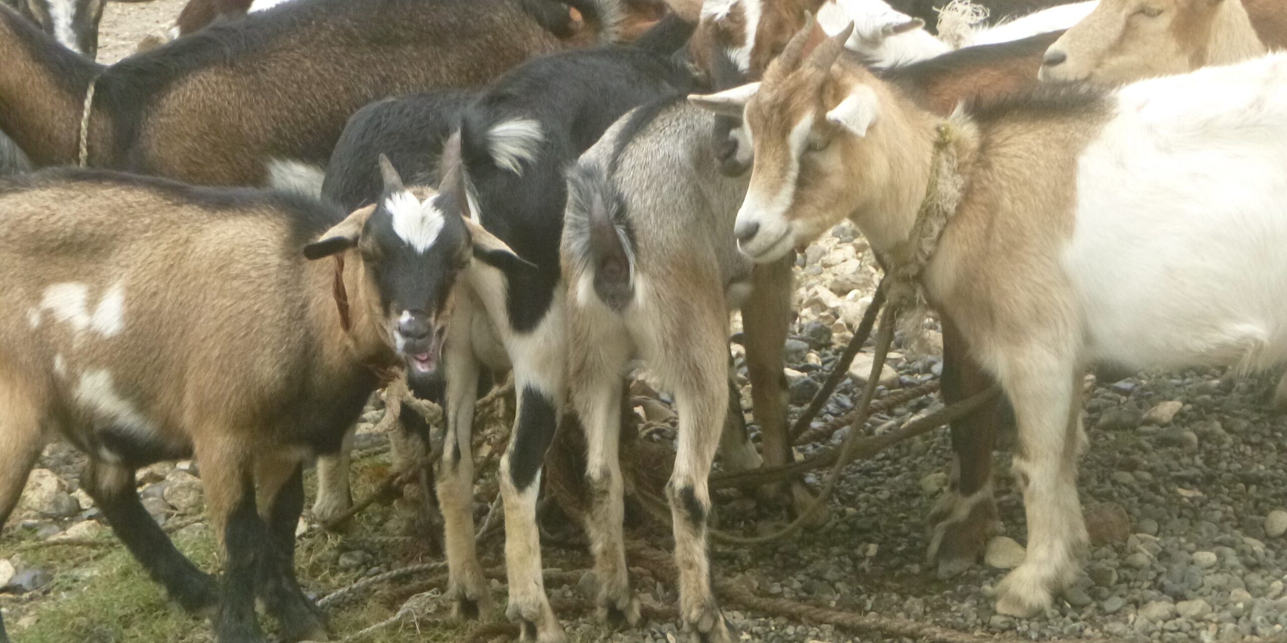 Goats